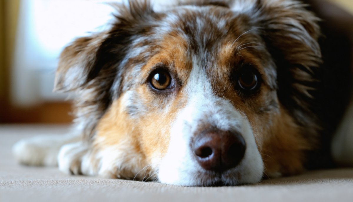 découvrez pourquoi votre chien vous fixe dans les yeux et ce que ce regard signifie. comprenez ce comportement fascinant pour renforcer votre lien avec votre compagnon.